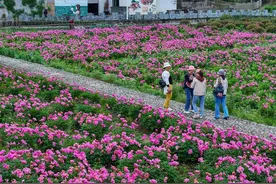中药别名大全（二）图片
