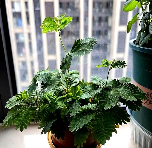 “花旺人不旺	”	，家里最好不要养这3种花，别不当一回事儿