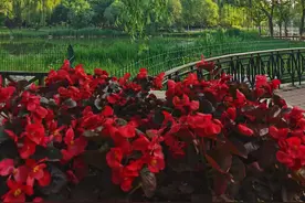 什么是生态文学？图片