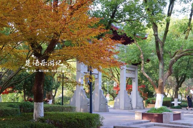 浙江绍兴这片风景真的太美了，五彩枫树犹如天然油画，拍照太出片