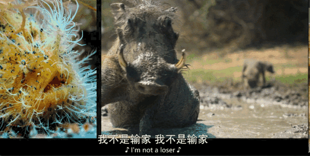 内娱男星讲荤段子，居然拿下豆瓣8.9