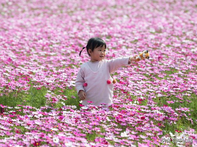 太出片了！中山崖口600多亩格桑花开了