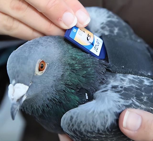 千兆光纤还没鸽子快？程序员把鸽子接入互联网，标准被官方盖章？