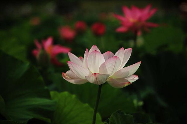 荷花依旧“笑”秋风
