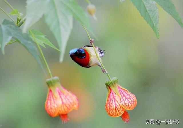 叉尾太阳鸟，拥抱反纹悬铃花