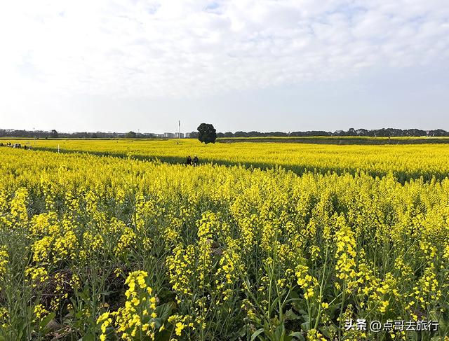 成都城区最大的油菜花田，2000亩铺天盖地般壮美，视觉非常震撼！