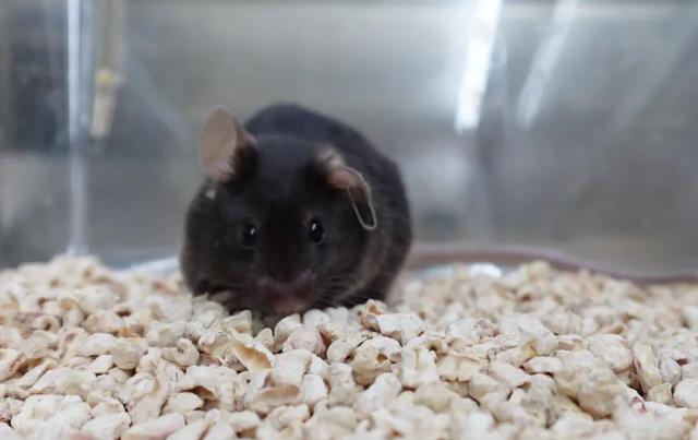 给4只“无名鼠辈”取名？网友这脑洞，要上天啊！