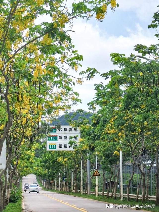 美到犯规！厦门莲花这条路成“黄金雨”仙境，绵延数公里！