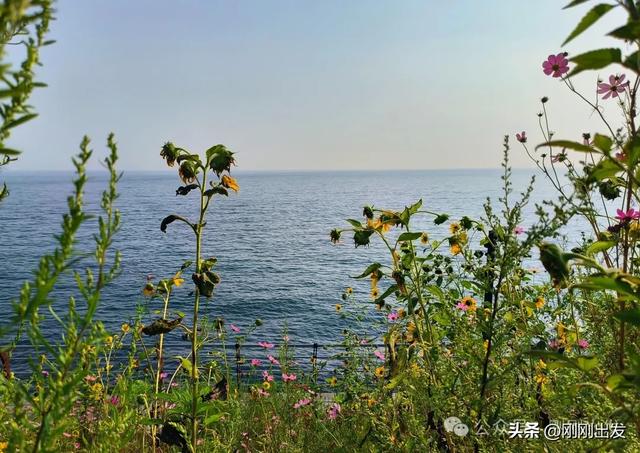 大连海边向日葵，银沙滩向日葵小路太美了