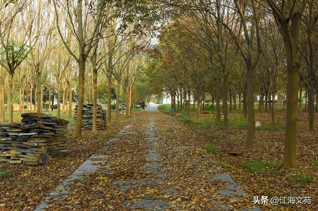 故乡美艳令人醉