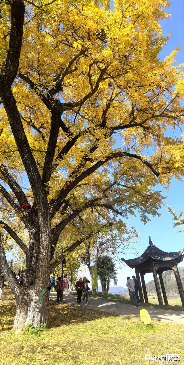 评分秋色：随州为啥被称为“杏”运城市？