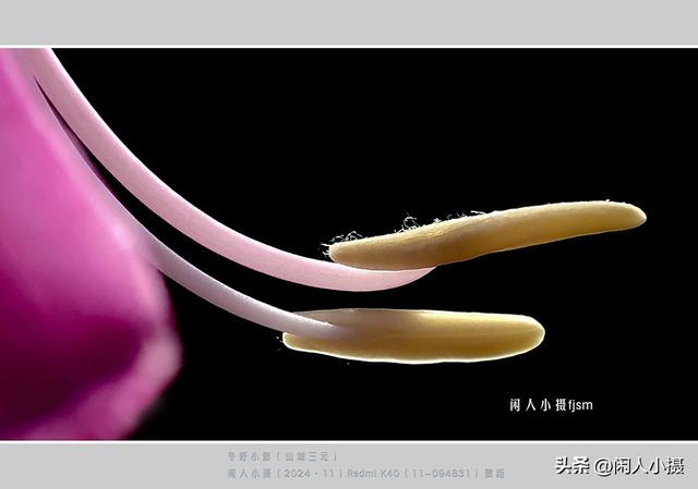 聊手机摄影（85）手机摄影用光入门须掌握，极具表现力的逆光摄影