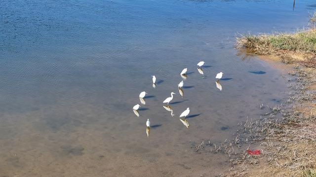 最新佛山冬日“花漾”地图！岭南的浪漫正在绽放 | 周末爱松弛