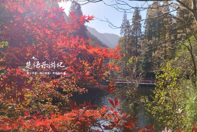 宁波这个丛林秘湖又火了，银杏与红枫美成油画，很适合拍照与休闲