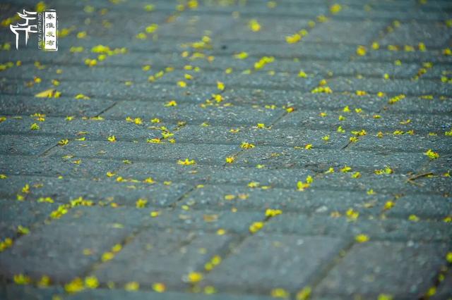 花样秦淮｜栾花绽放金秋至