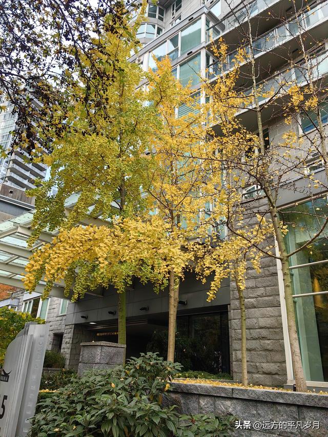 温哥华游记（一）