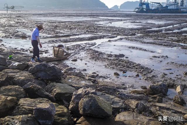 探秘施工中的龙港沿海长堤，风景很野，到滩涂上挖海参的渔民很多