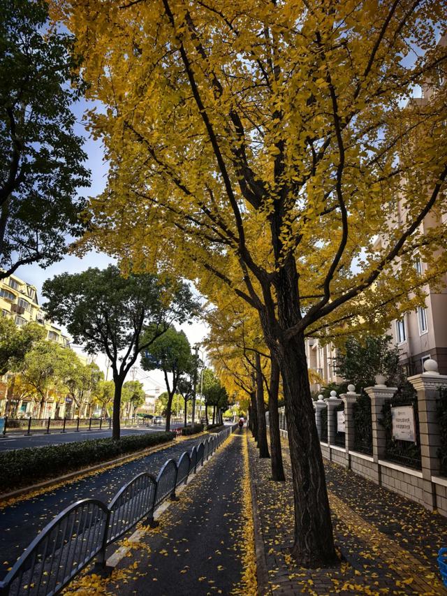 这“落叶不扫”究竟是谁提出来的？实在太过分啦！