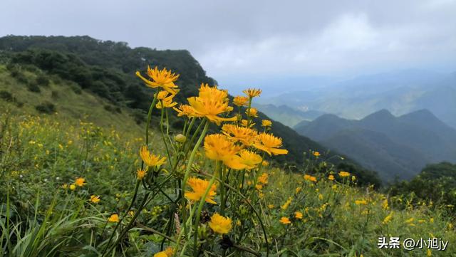 来呀，去白云山看金莲花，辽阳县大黑山风景区境内的白云山
