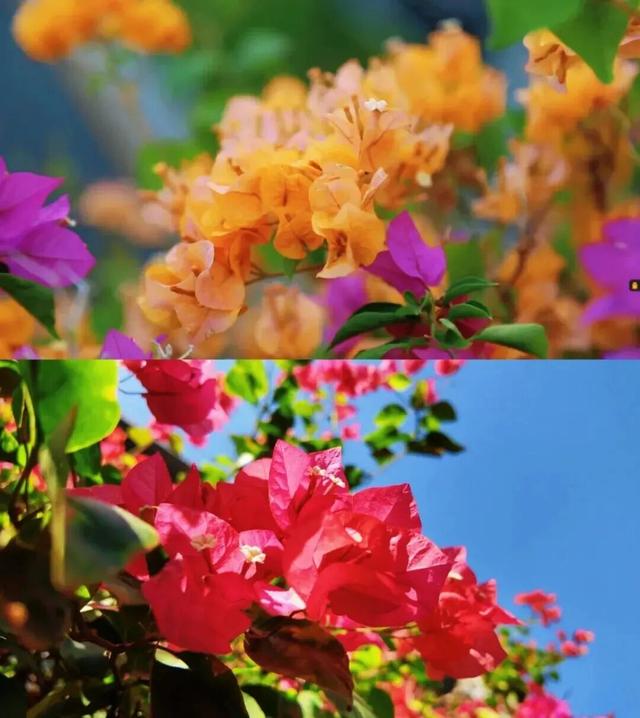 惊艳！南山60公里“空中花廊”来了~