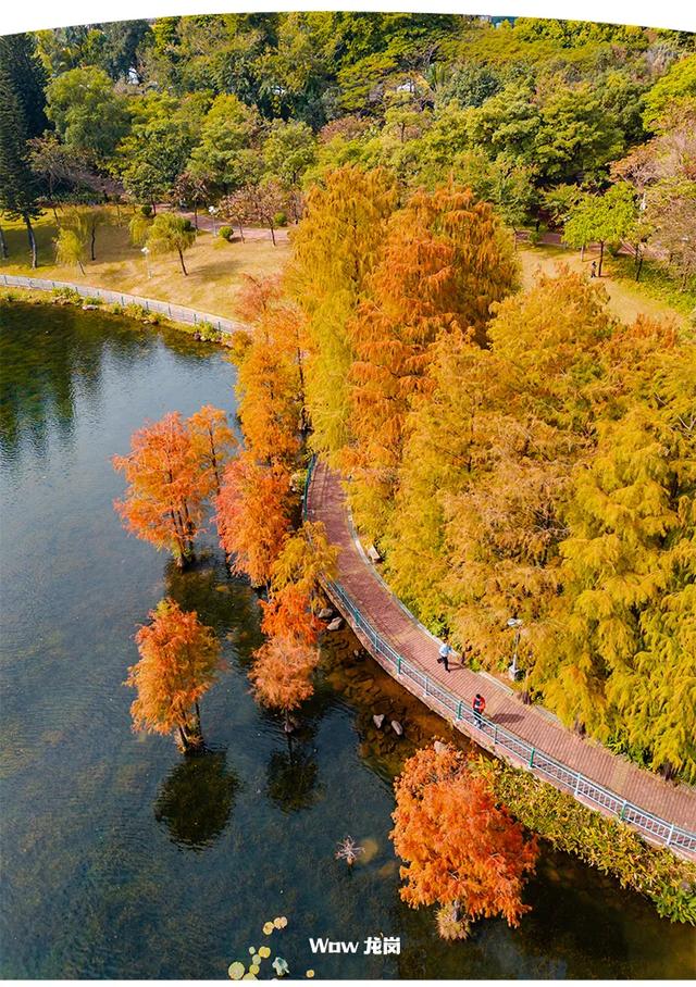 红了!龙岗落羽杉进入最佳观赏期!最全打卡攻略→