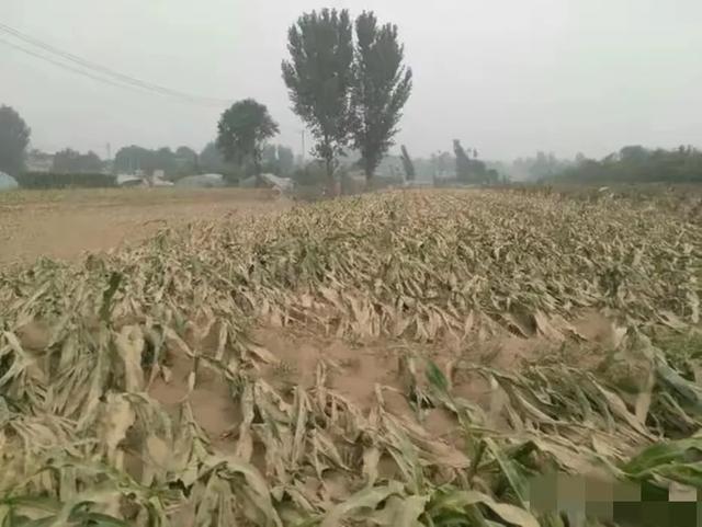 明日立秋，老人说：“最怕立秋一日雨”，立秋雨天好还是晴天好？