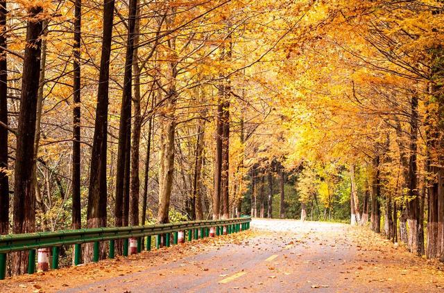 10月下旬-11月上旬，7个赏秋好地方，秋景鲜艳，尽享绚烂秋色