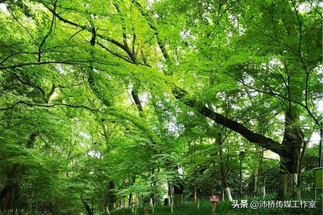 九溪十八涧：自然绘就的诗意长卷