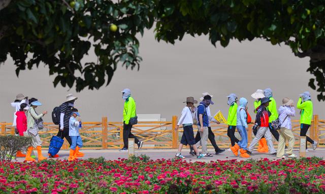敦煌沙漠花海进入最佳观赏期