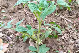 急不得的西红柿苗——早开的花，结不出好果图片
