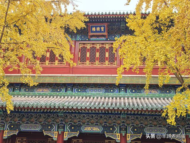 秋风独宠一园菊，晚来香艳出樊篱——北京北海公园2025年菊花展