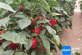 我国甜椒品种首次在美国获植物新品种保护证书图片