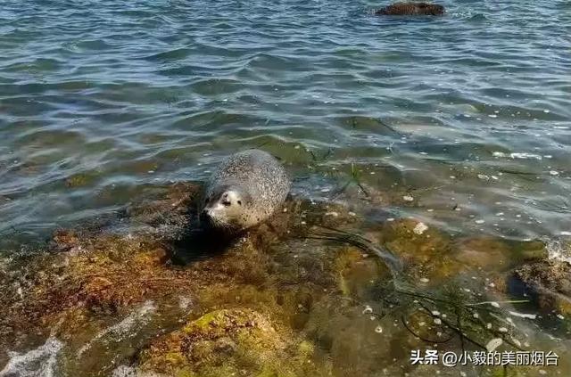 烟台这一知名景点将升级改造!工期两年