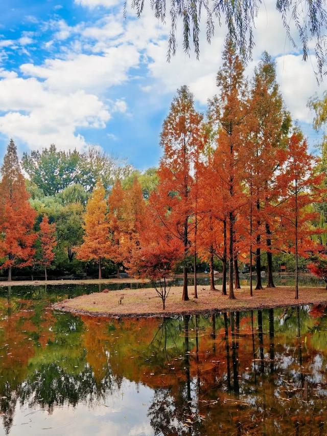 这个冬天，被山东这片红色“暖”到了！