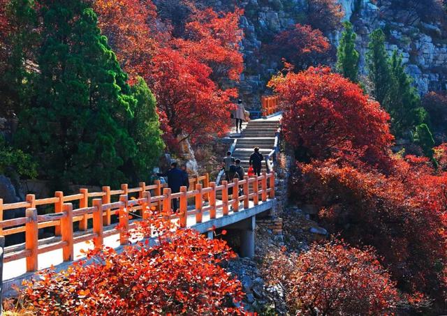 最新实拍！潍坊这里迎来“全红时刻”！