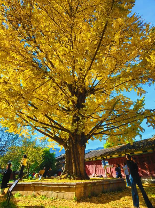 丽江480岁古银杏黄了！白沙古镇里藏着一个金色的浪漫
