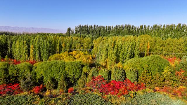 【组图】深秋，行进在沙柳路的秋画里#祁连山是我家#厚道甘肃#