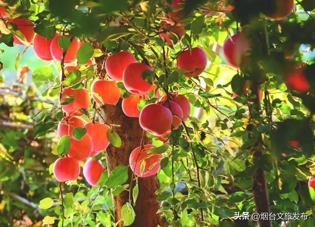 【乐享烟台】任贤齐爱吃的烟台苹果，采摘攻略来了！