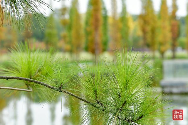 初冬时节，层林尽染，心随景动