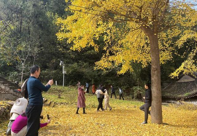 银杏披“金甲”！西安化羊庙美景如画