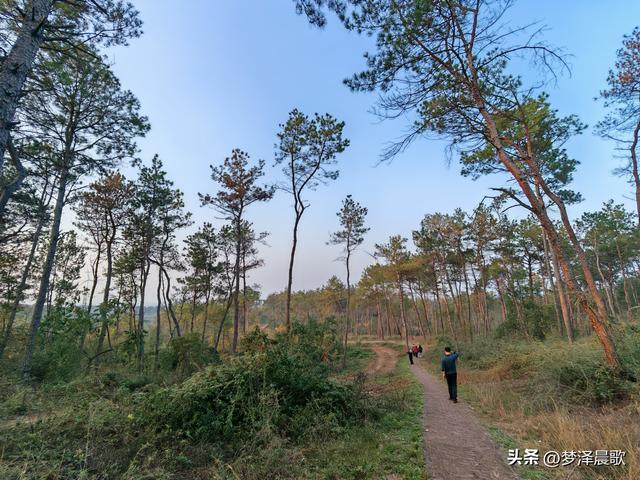 应城：有名店林场林荫步道 让你邂逅四季生态画卷