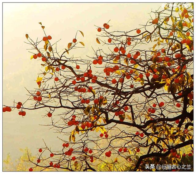 山东行游影记（193）—青州仰天山柿子沟（一）