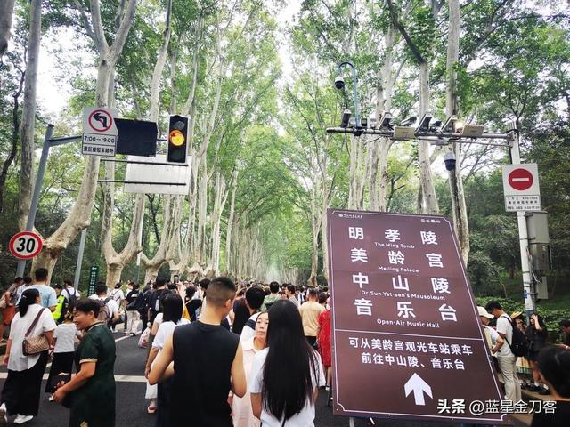 南京梧桐树下的初衷与苦衷