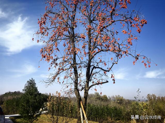 开车到蓝田这个岭上看柿子、观山景、晒暖暖，就是初冬最幸福的事