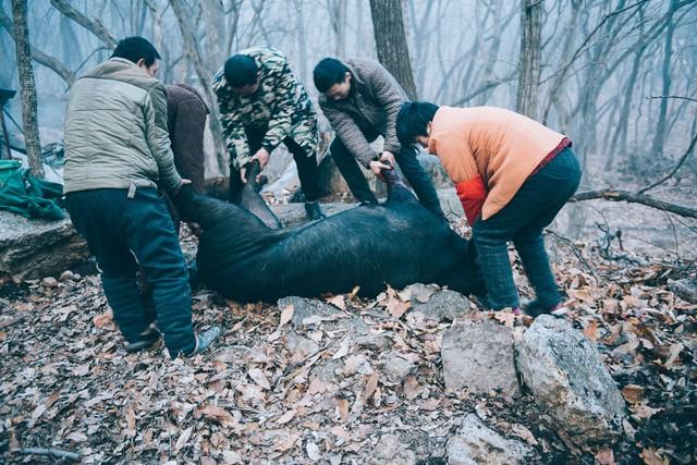 绵阳破获9亿野生动物大案：黑暗与光明的生死瞬间