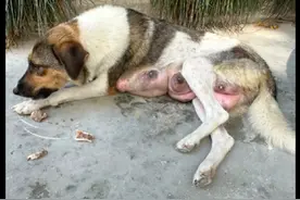 流浪狗被城管抓走，一周后将无害化处理，网友花3千办狗证赎回来图片