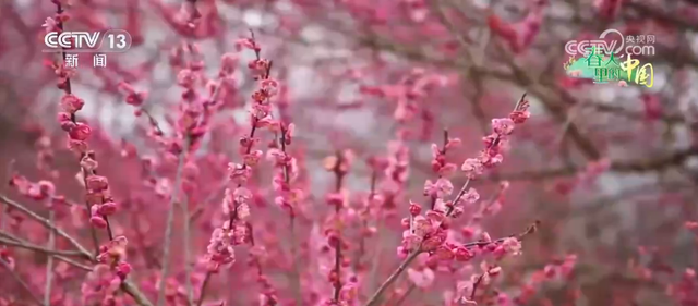 各地以“花”为媒点亮“美丽经济” 春日“颜值”加速转化为文旅“价值”