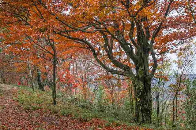 四川通江：黄柏林场红叶满坡红