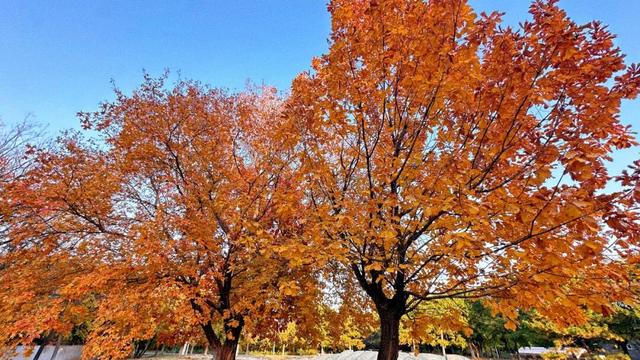 2025园博彩叶季 | 秋意渐入佳境，赏景乐游正当时！