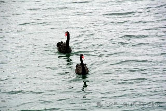 李永辉：成都东安湖掠影